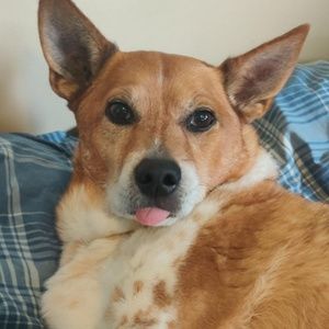 Meet your Posher, Rose